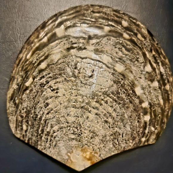 ZAHITI ~ Artisan Artist Signed Hibiscus Flower Naural Ocean Shell 1 - Picture 5 of 5